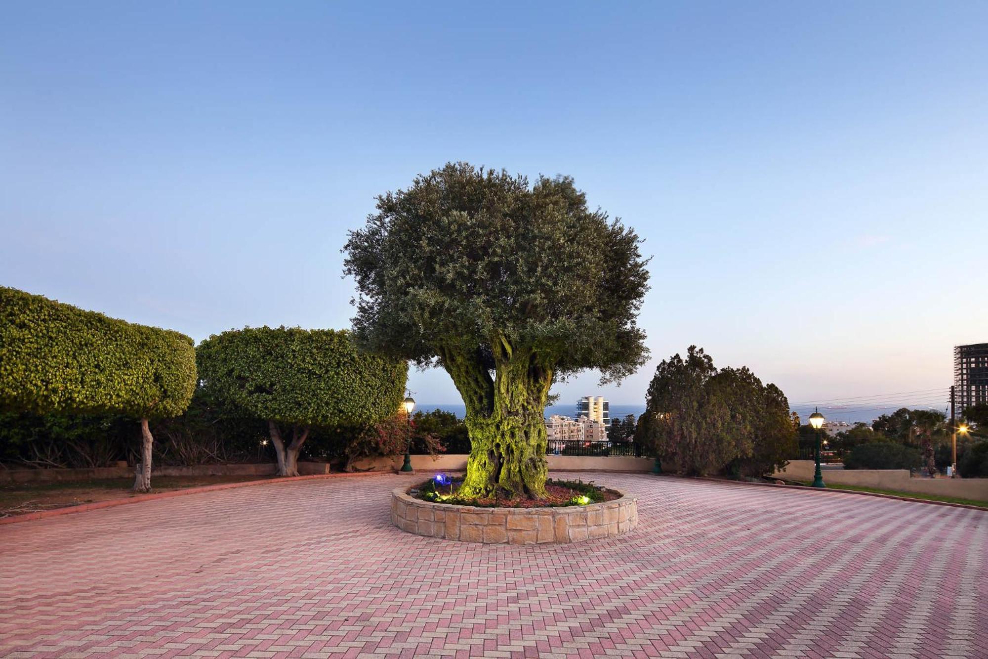 Olive Tree Apartments Лімасол Екстер'єр фото